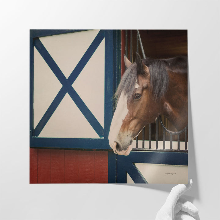 Patriotic Pony I - Canvas Print Wall Art