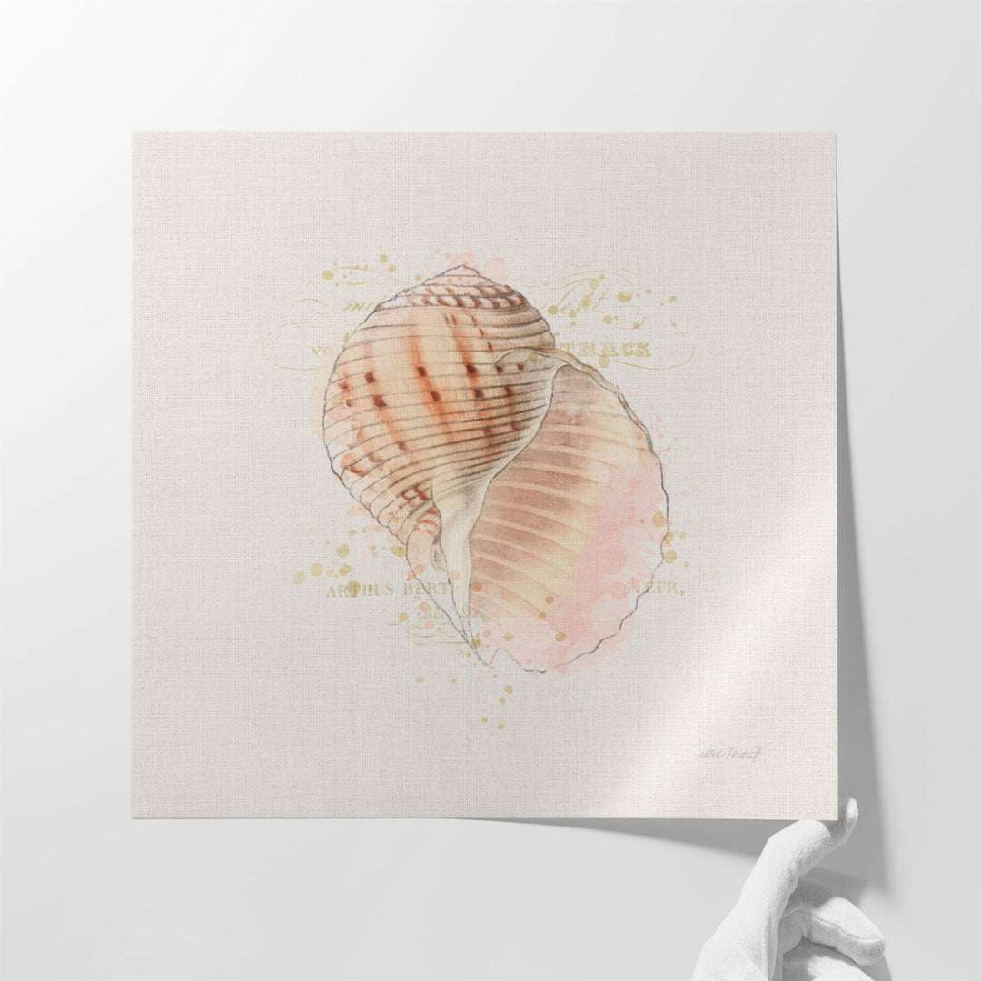 Shell Collector V - Canvas Print Wall Art