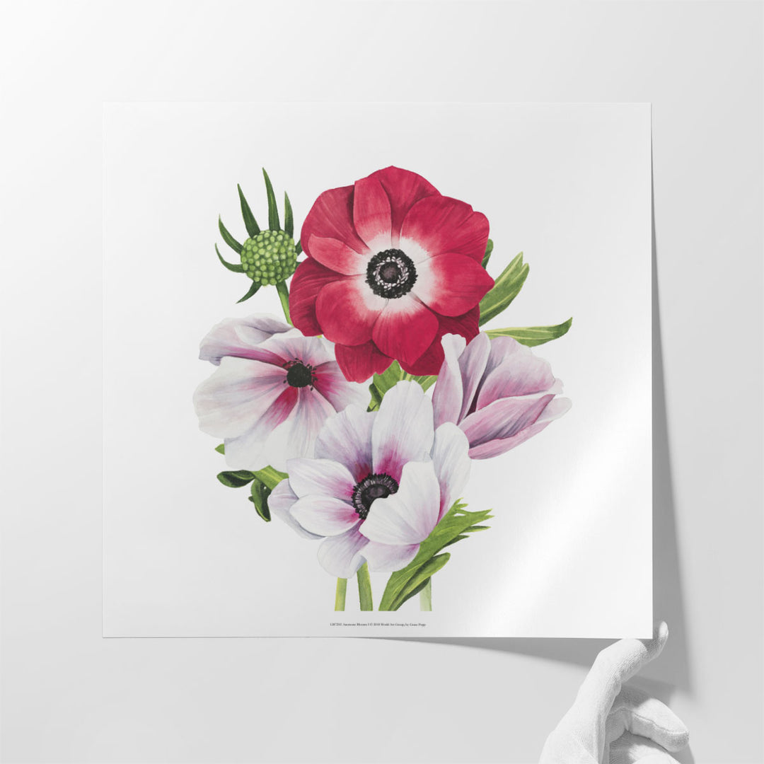 Anemone Blooms I - Canvas Print Wall Art