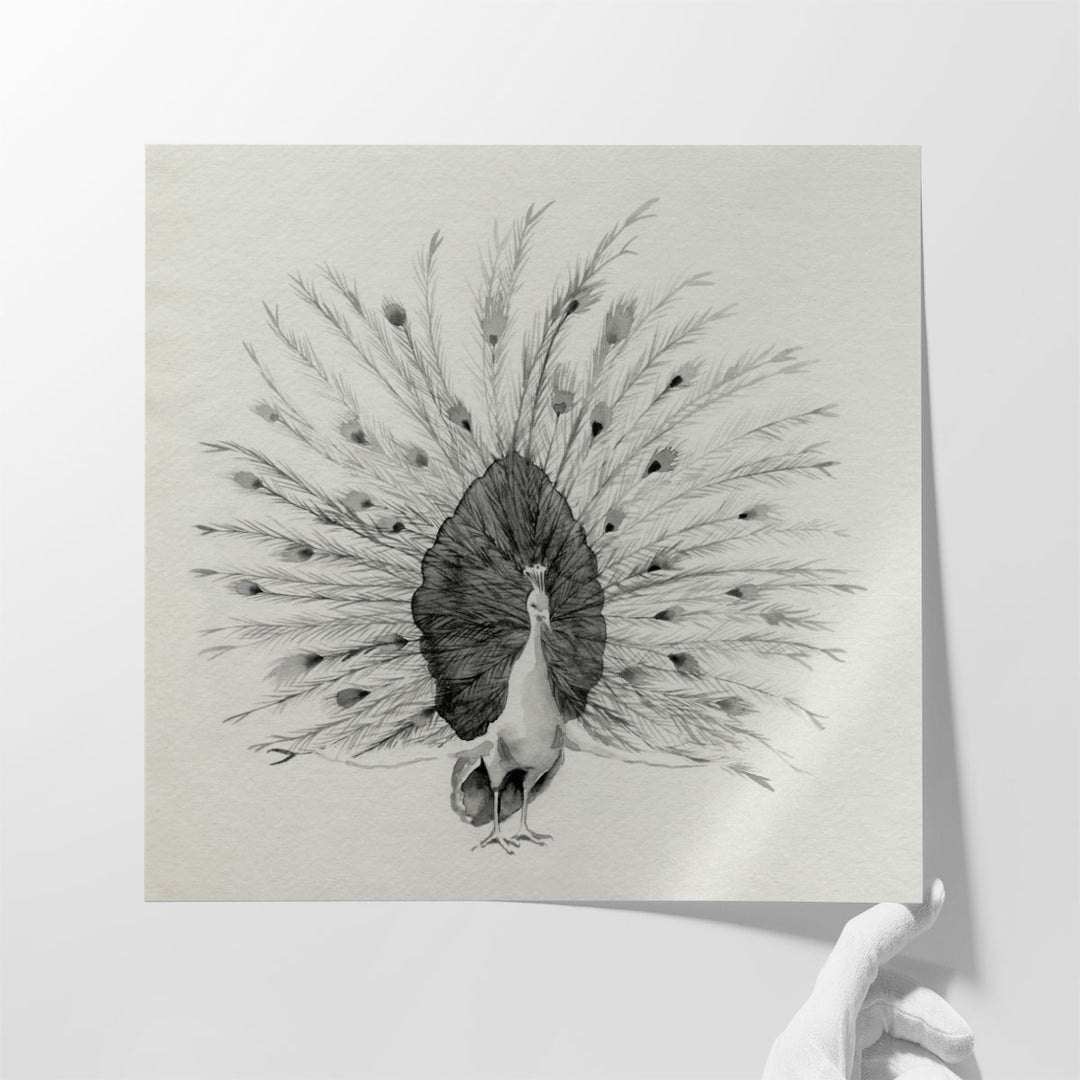 Ebony Plumed Peacock I - Canvas Print Wall Art