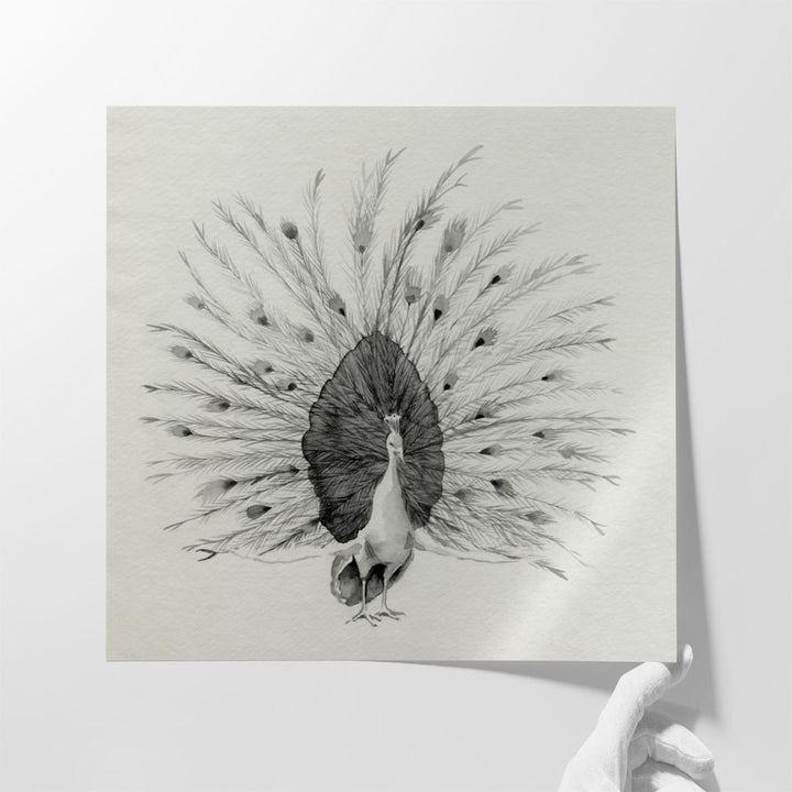 Ebony Plumed Peacock I - Canvas Print Wall Art
