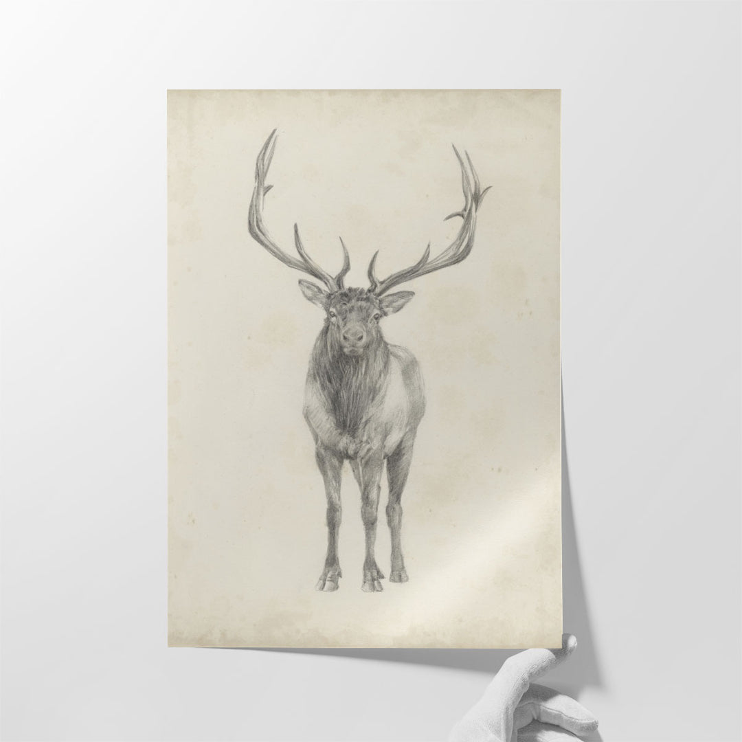 Elk Study - Canvas Print Wall Art