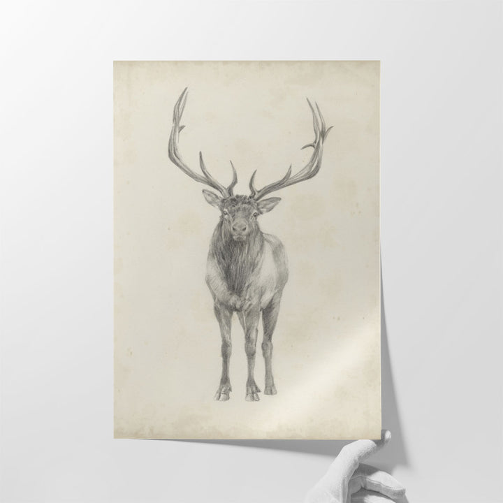 Elk Study - Canvas Print Wall Art