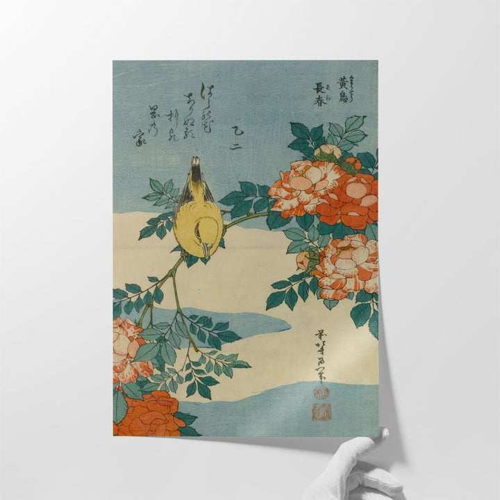 Black-Naped Oriole And China Rose, 1833 - Canvas Print Wall Art