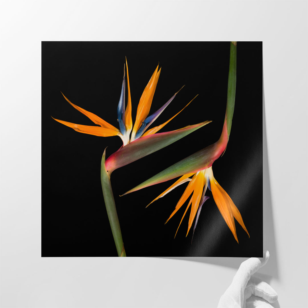 Two Heliconias - Canvas Print Wall Art