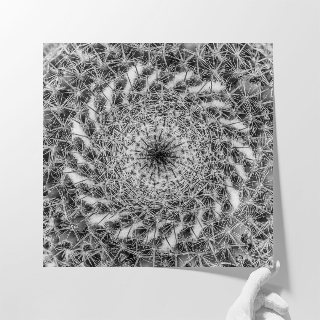Cacti Close Up - Canvas Print Wall Art