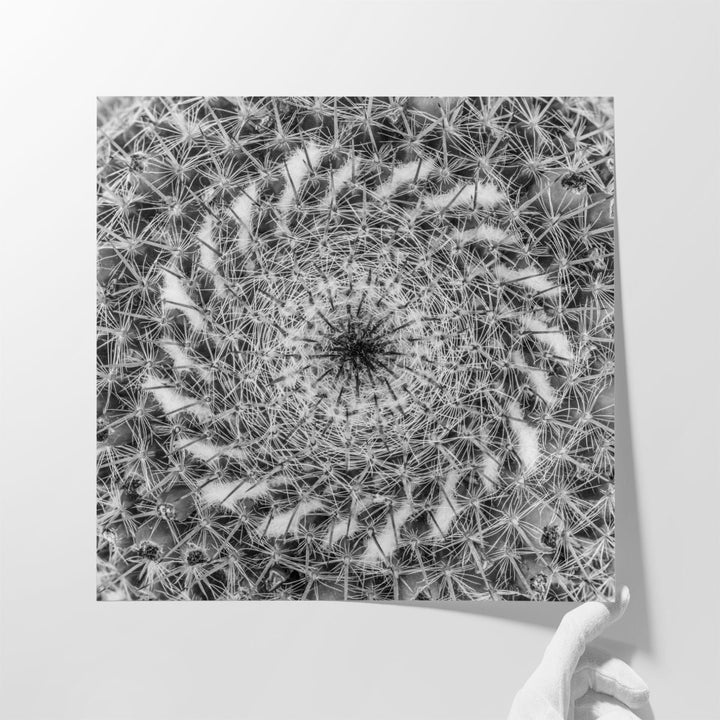 Cacti Close Up - Canvas Print Wall Art