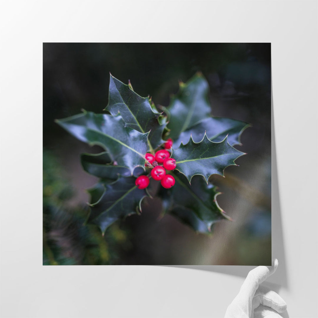 Christmas Holly - Canvas Print Wall Art