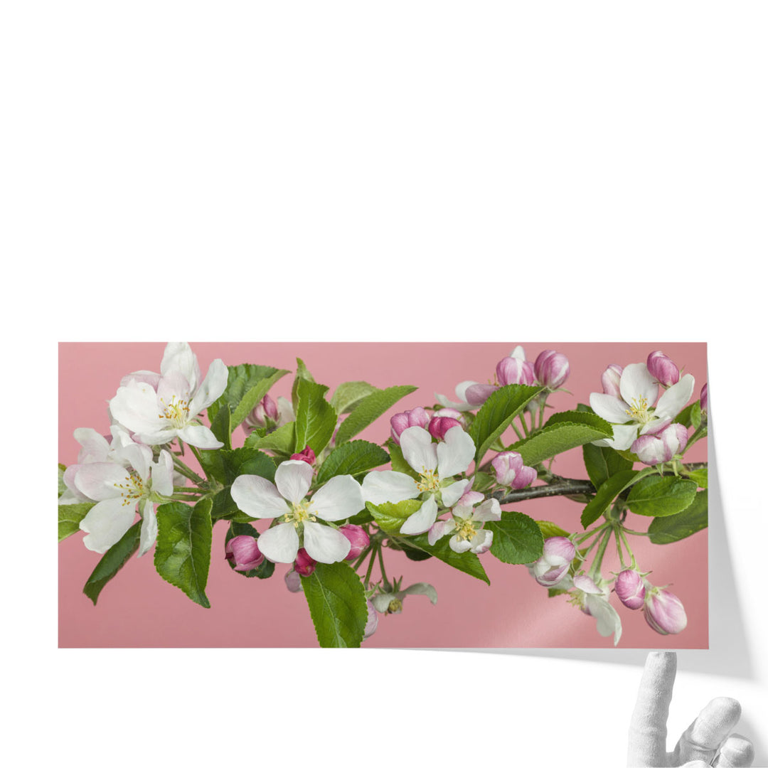Apple Blossom - Canvas Print Wall Art