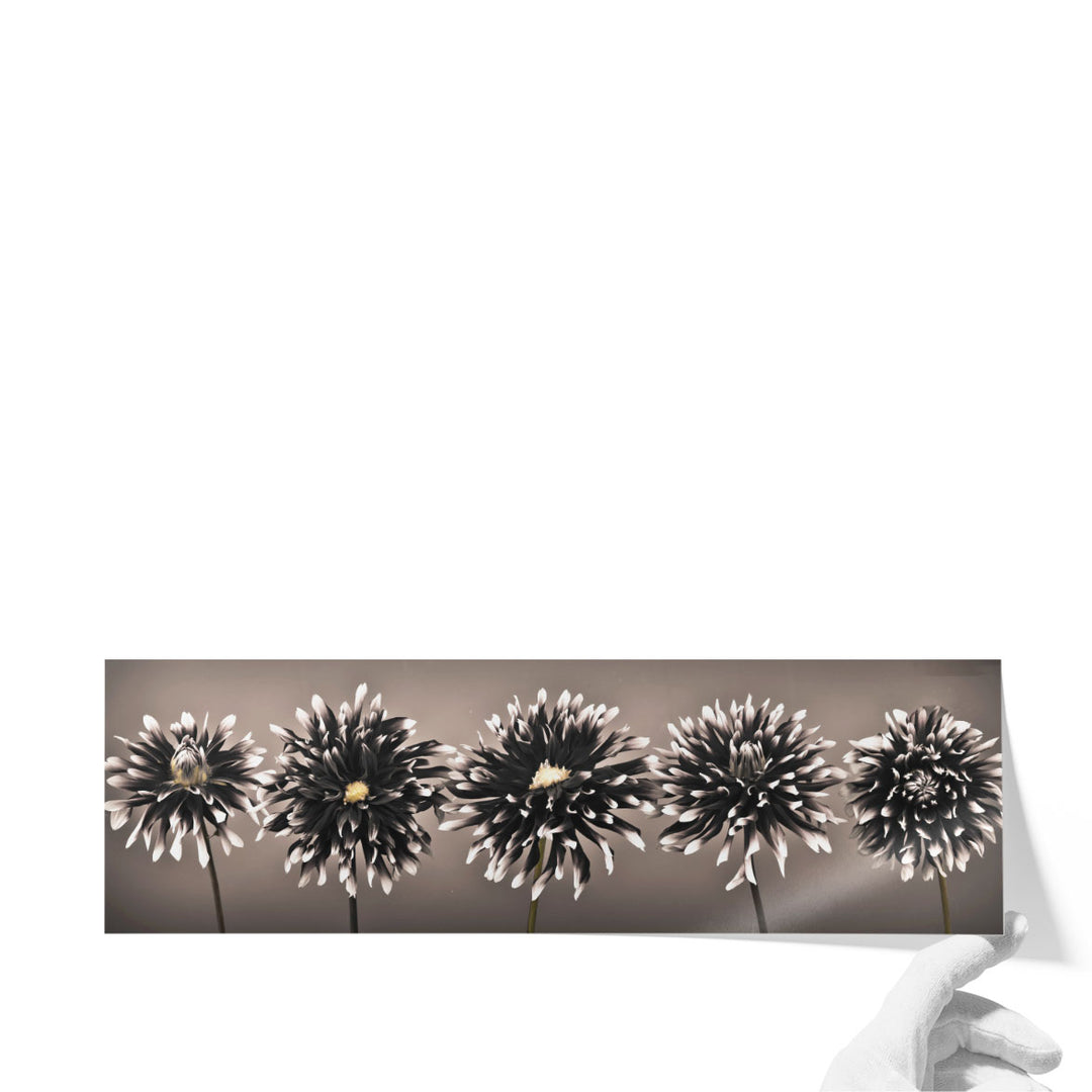 Five Dahlias in a row Black and White - Canvas Print Wall Art