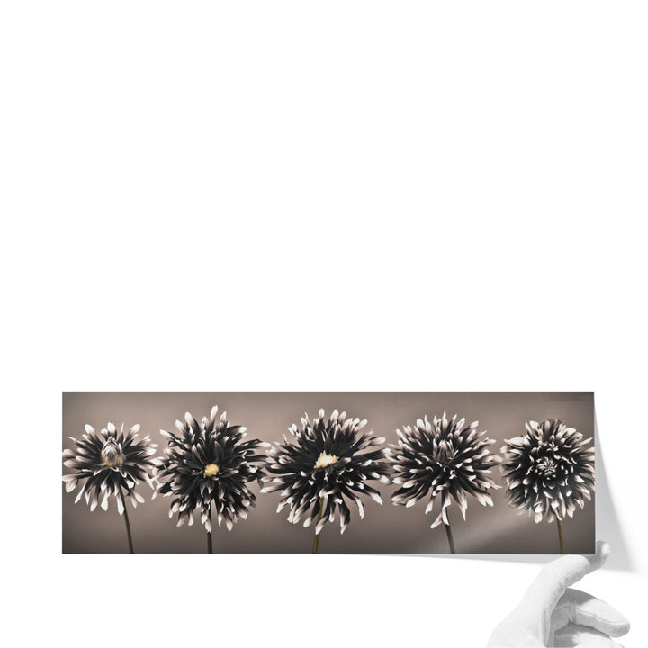 Five Dahlias in a row Black and White - Canvas Print Wall Art