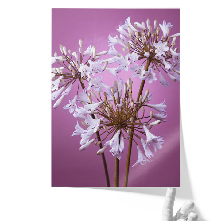 African Lily 1 - Canvas Print Wall Art