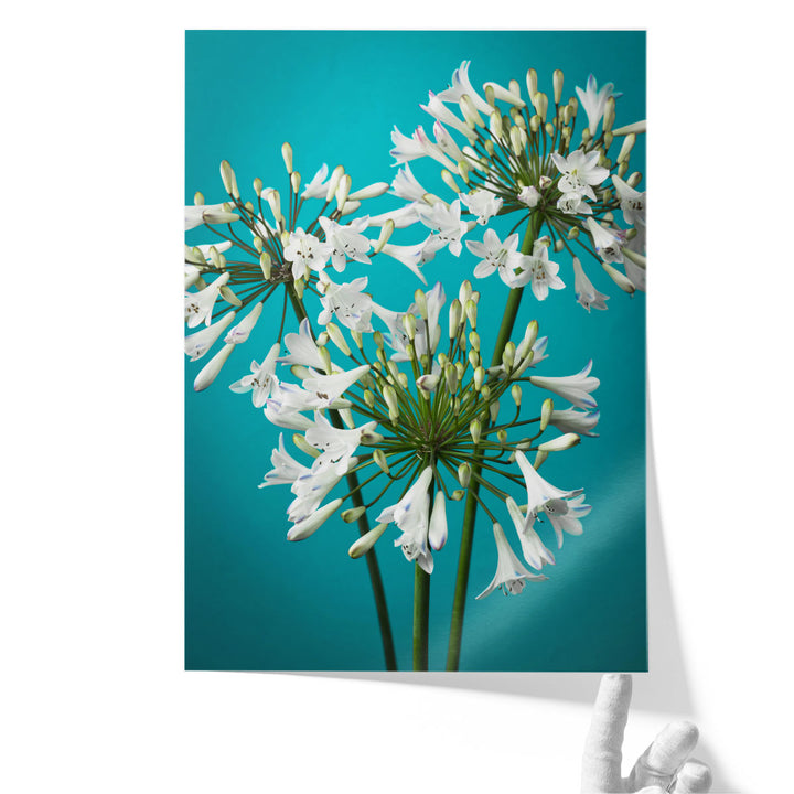 African Lily 2 - Canvas Print Wall Art
