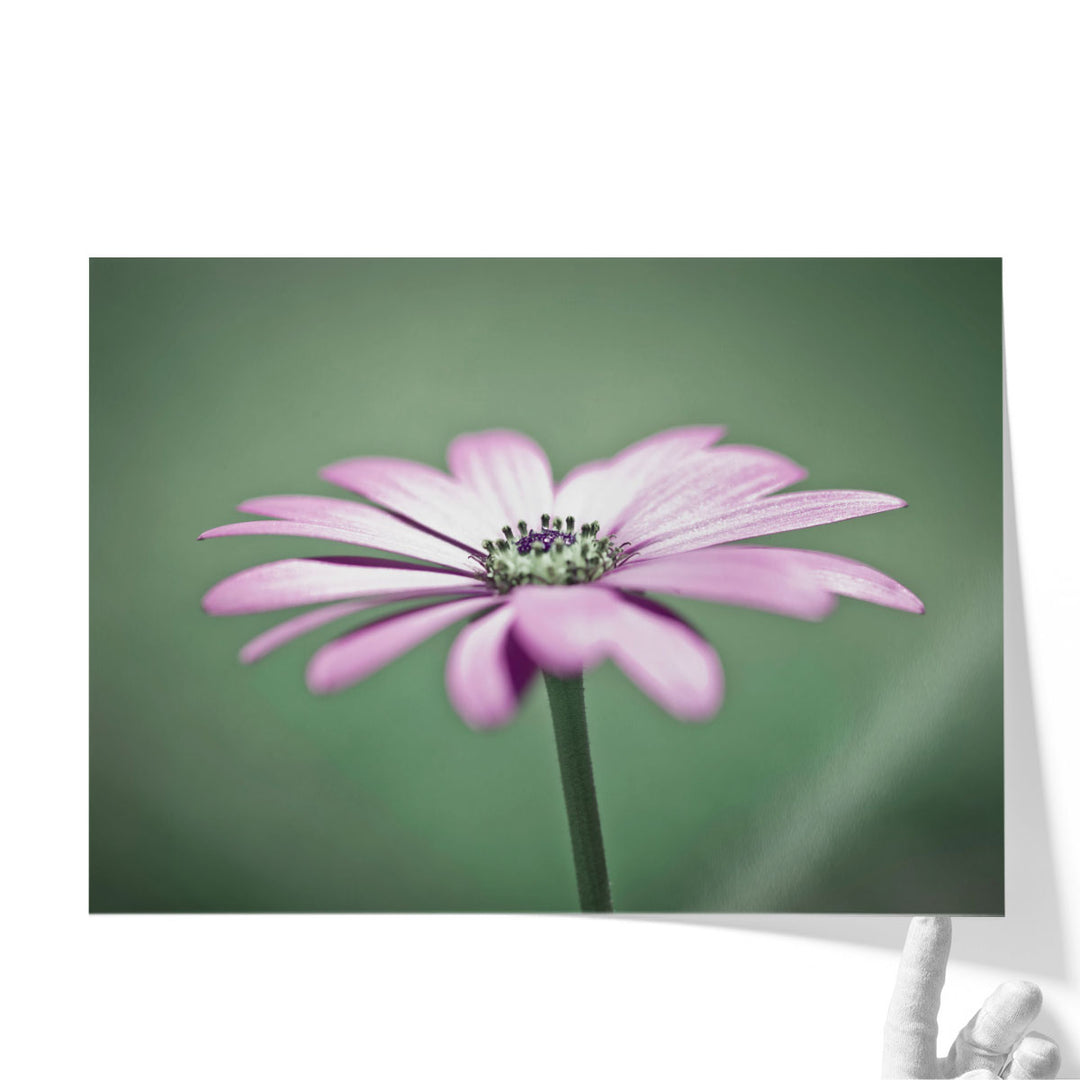 African Daisy 1 - Canvas Print Wall Art