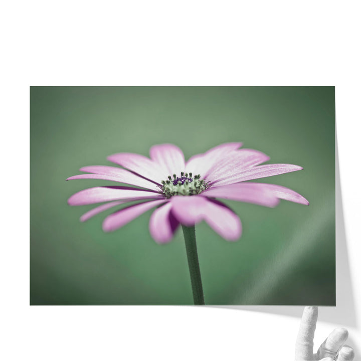 African Daisy 1 - Canvas Print Wall Art