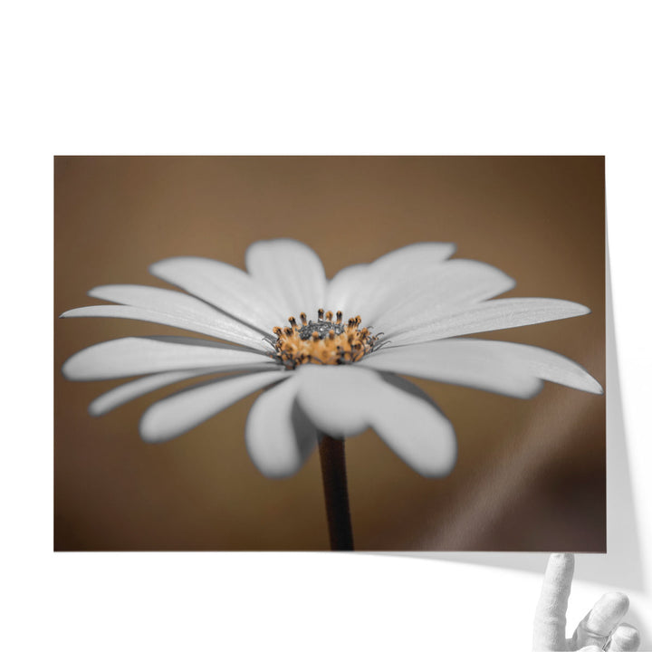 African Daisy 2 - Canvas Print Wall Art