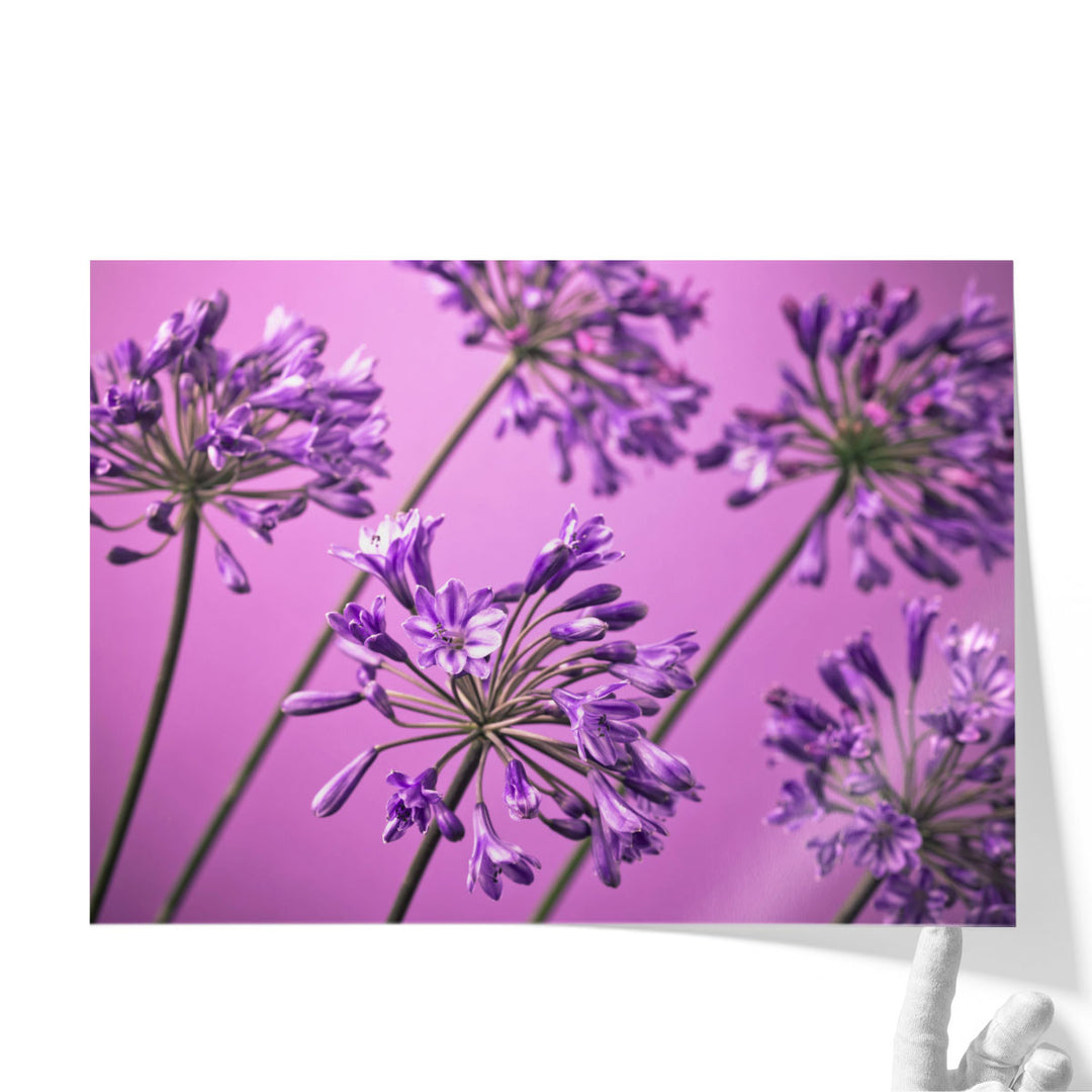 African Lilies 1 - Canvas Print Wall Art