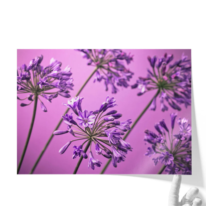African Lilies 1 - Canvas Print Wall Art