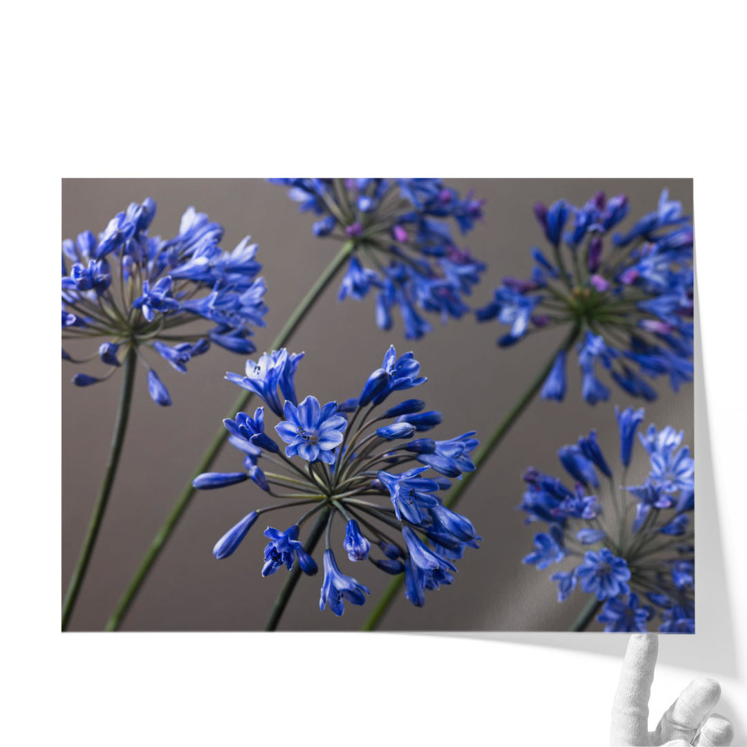 African Lilies 2 - Canvas Print Wall Art
