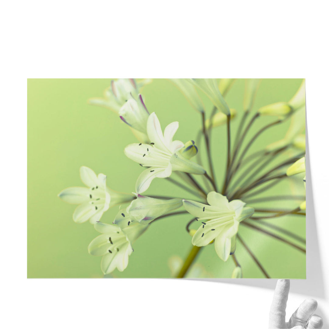 African Lily 1 - Canvas Print Wall Art
