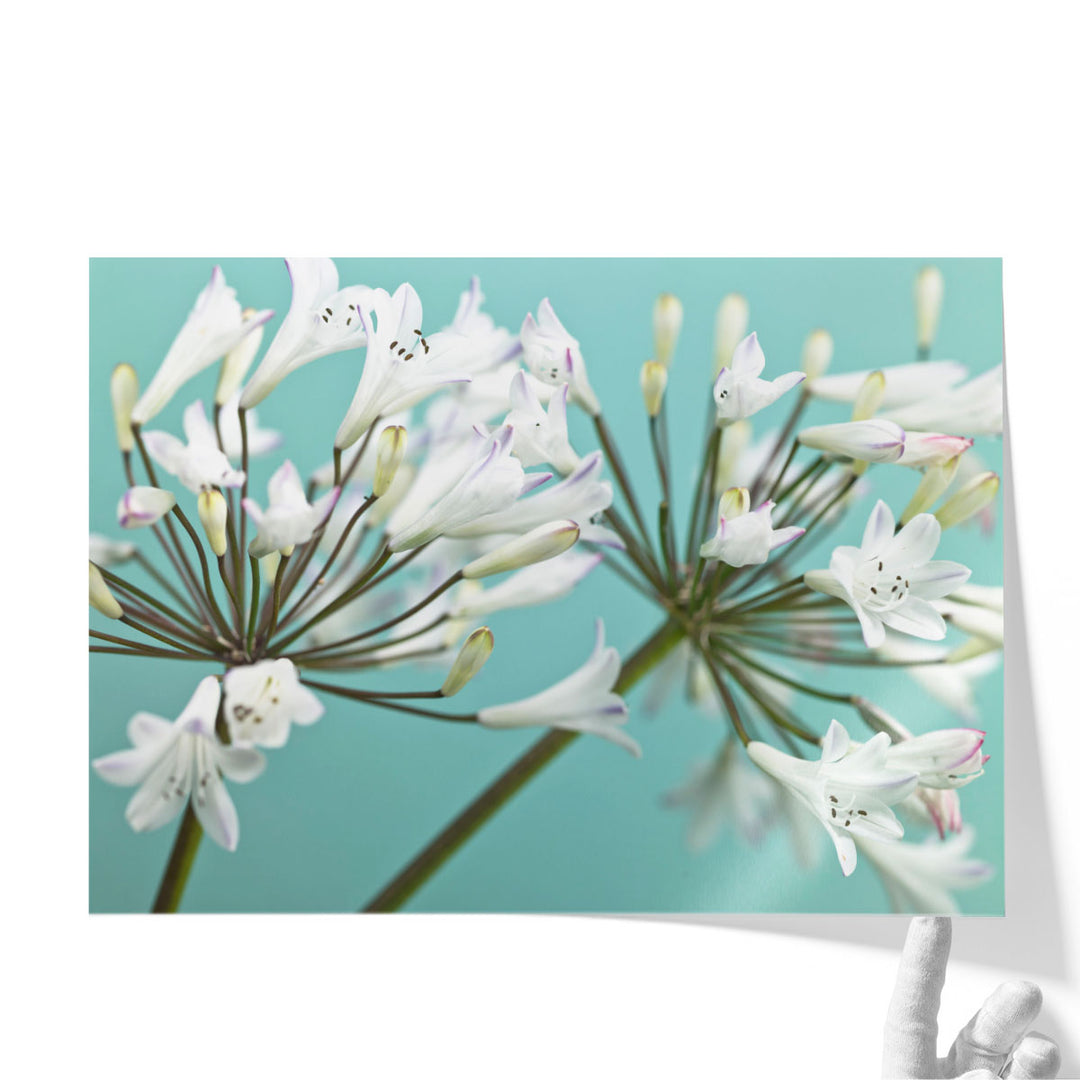 African Lily 2 - Canvas Print Wall Art