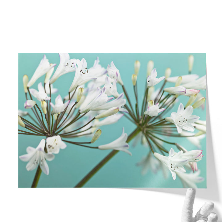 African Lily 2 - Canvas Print Wall Art