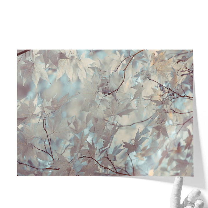Autumn Coloured Leaves Backlit - Canvas Print Wall Art