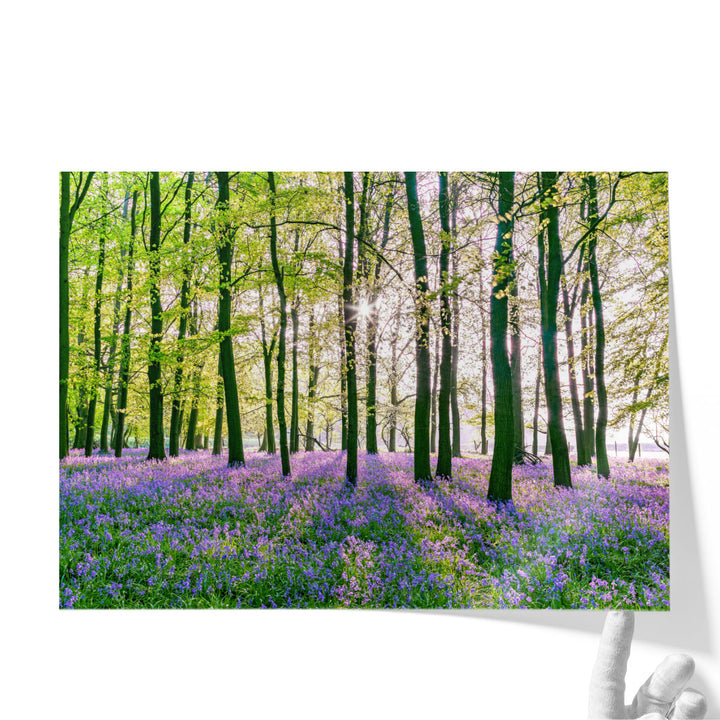 Bluebells Covering Forest Floor - Canvas Print Wall Art