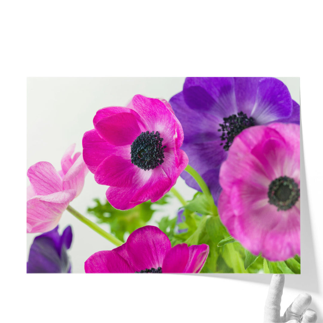 Bunch of Anemone Flowers - Canvas Print Wall Art