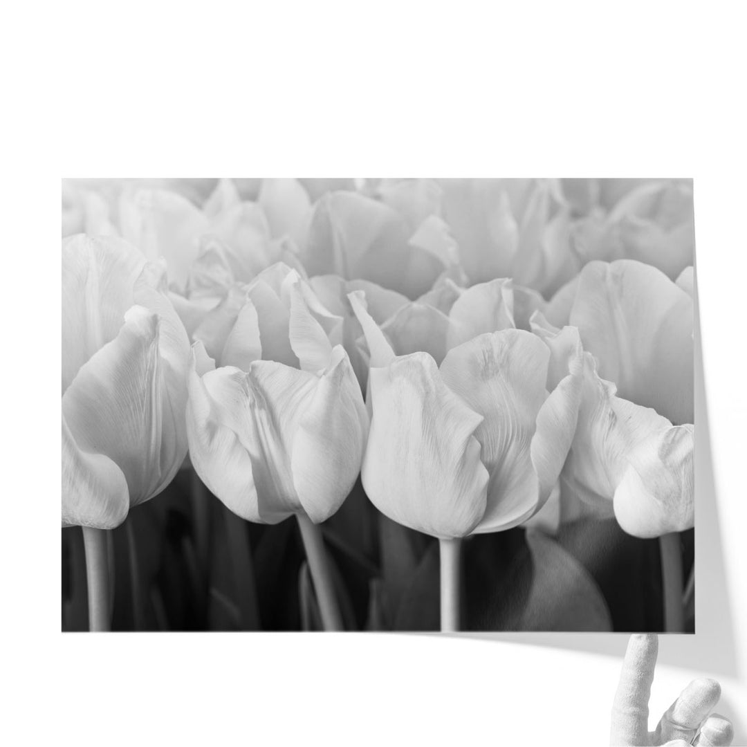 Bunch Of Tulips Close-up - Canvas Print Wall Art