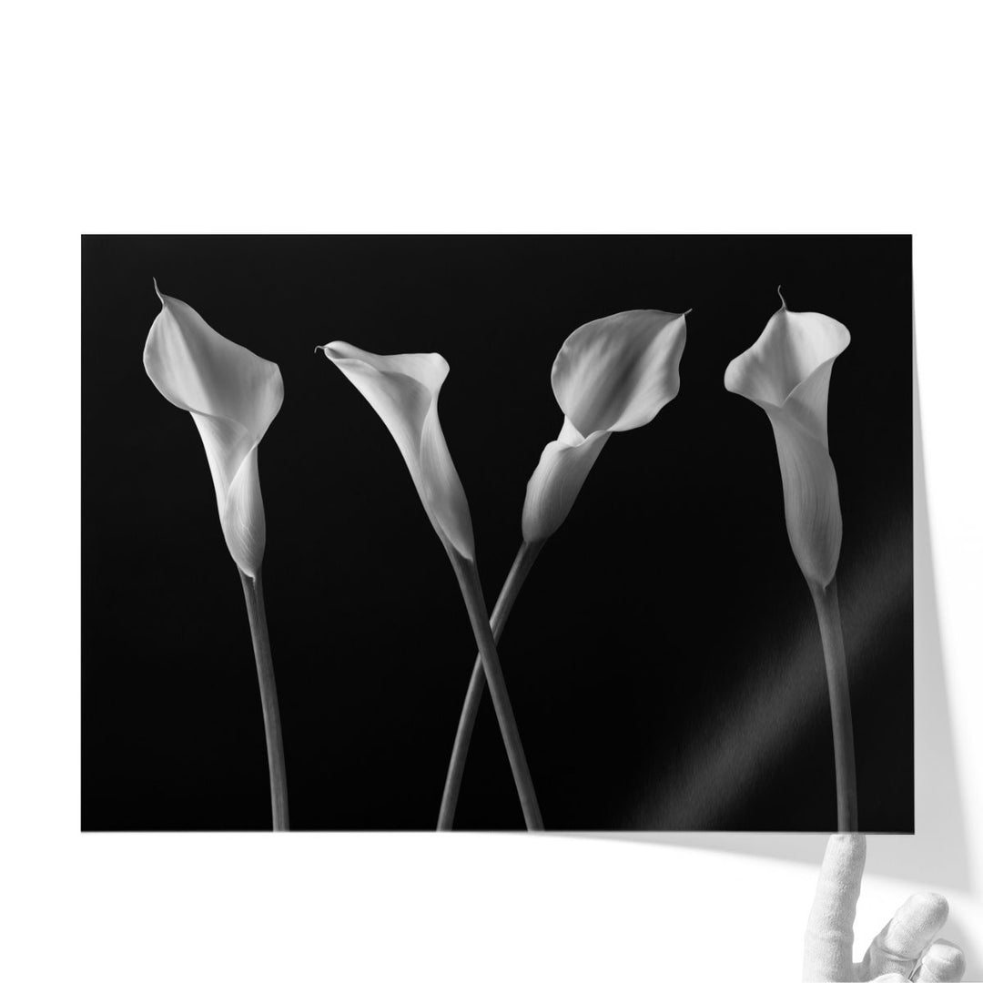 Calla Lilies In A Row Black And White - Canvas Print Wall Art