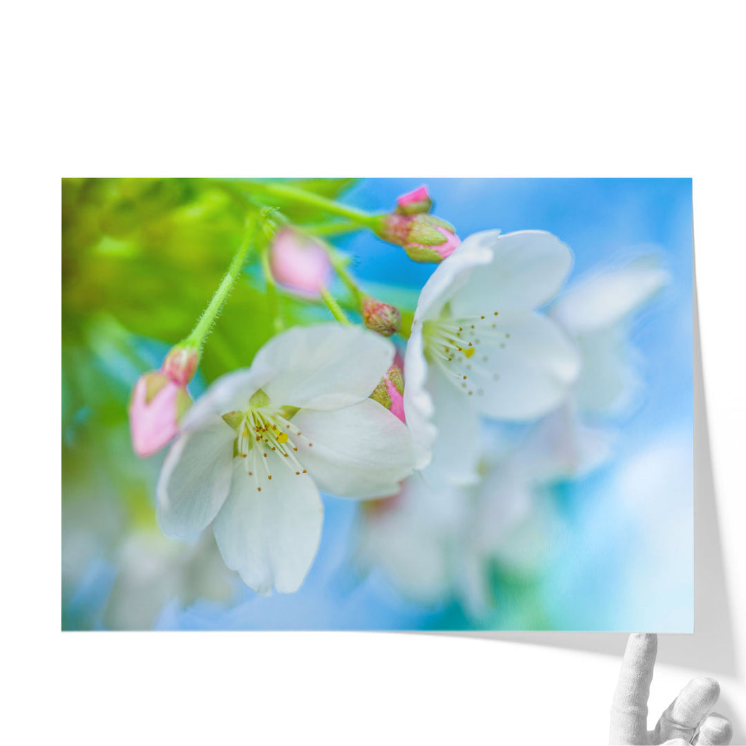 Cherry Blossom - Canvas Print Wall Art
