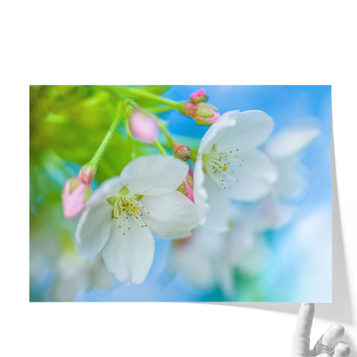 Cherry Blossom - Canvas Print Wall Art