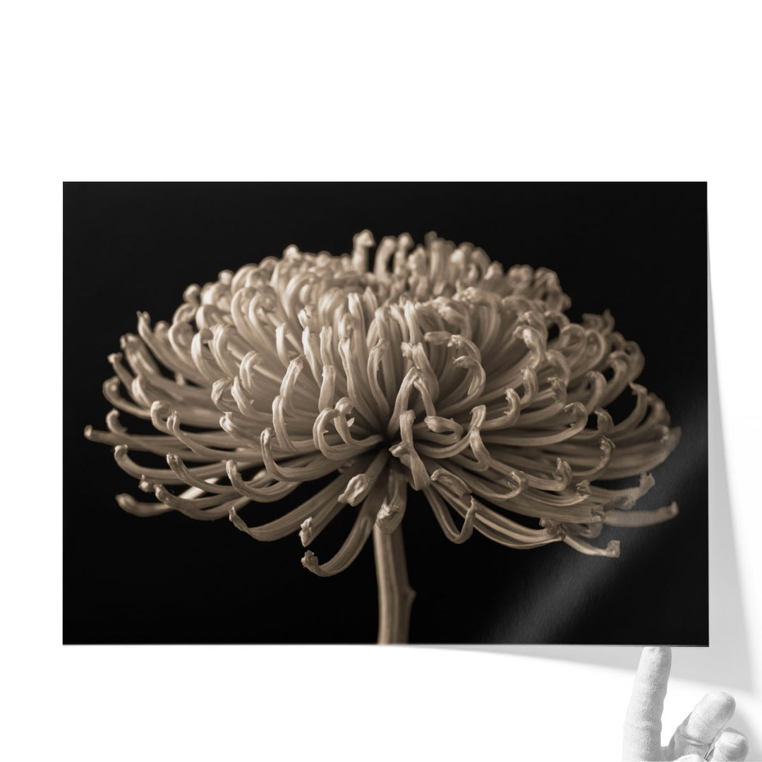 Chrysanthemum Flower - Canvas Print Wall Art