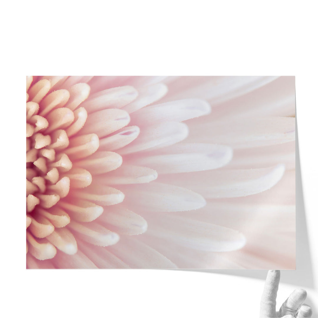 Chrysanthemum Petals - Canvas Print Wall Art