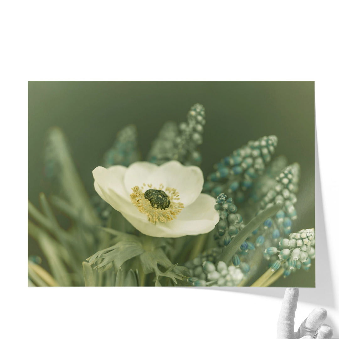 Close-Up Of Anemone Flower - Canvas Print Wall Art