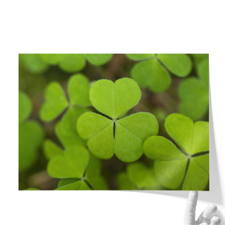 Close-up Of Lucky Clover - Canvas Print Wall Art