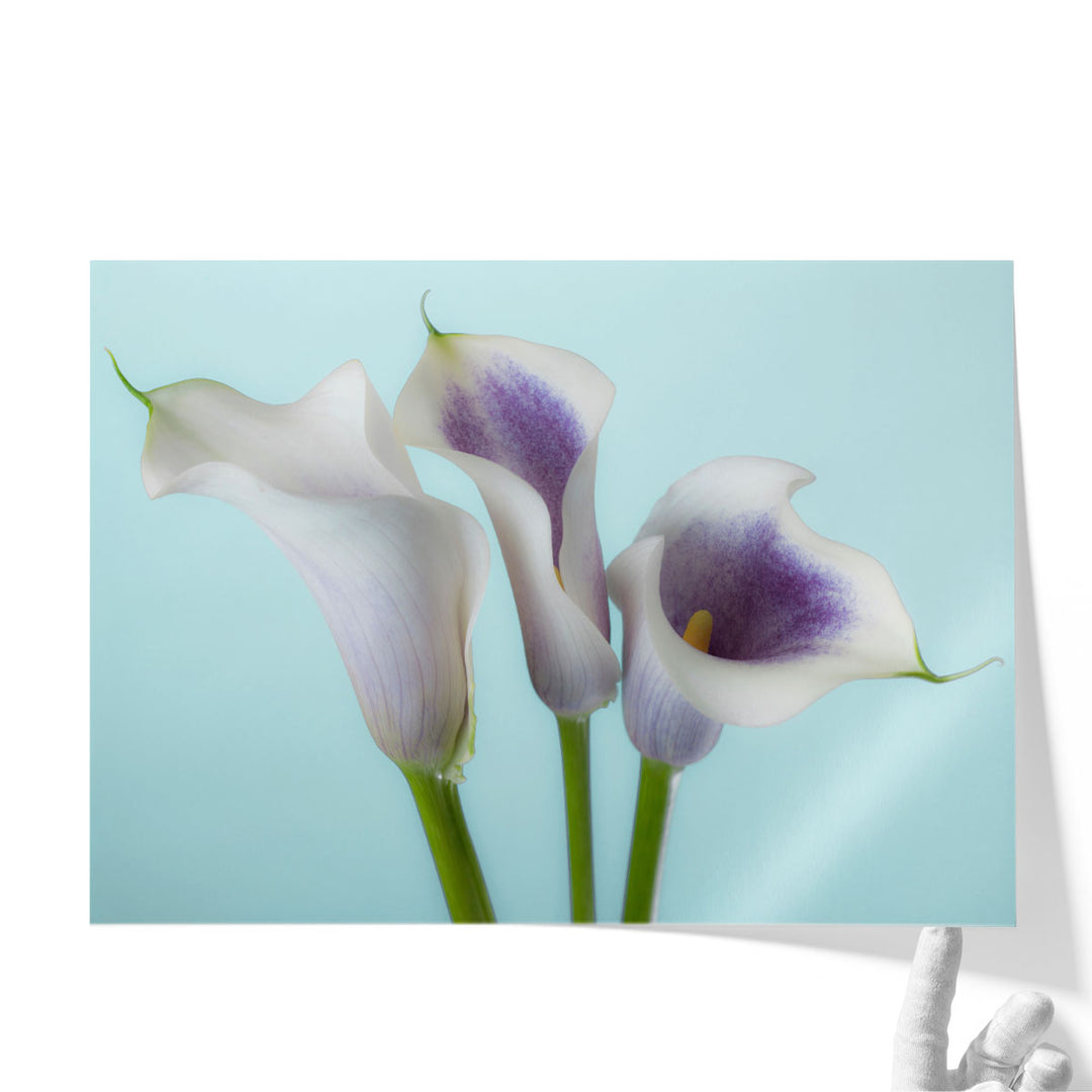 Close-up Of Three White Calla Lilies 1 - Canvas Print Wall Art