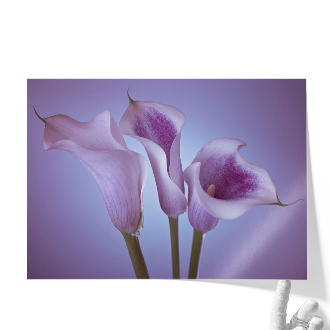 Close-up Of Three White Calla Lilies 2 - Canvas Print Wall Art
