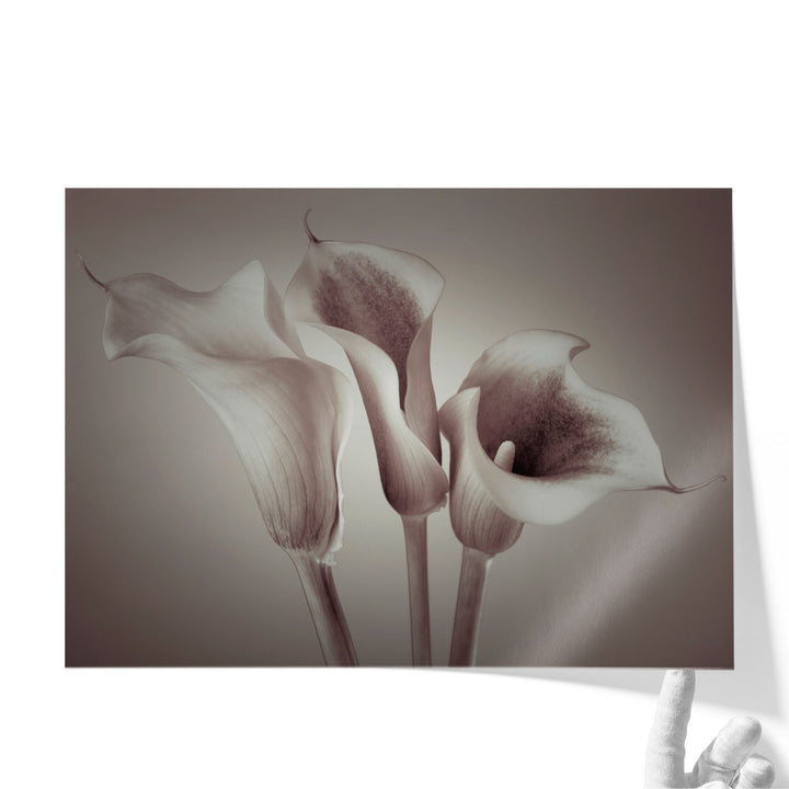 Close-up Of Three White Calla Lilies Neutral - Canvas Print Wall Art