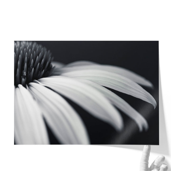 Coneflower Close-up Black and White - Canvas Print Wall Art