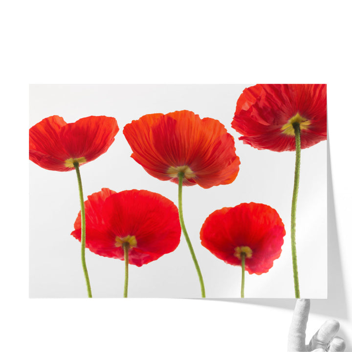 Five Poppies - Canvas Print Wall Art