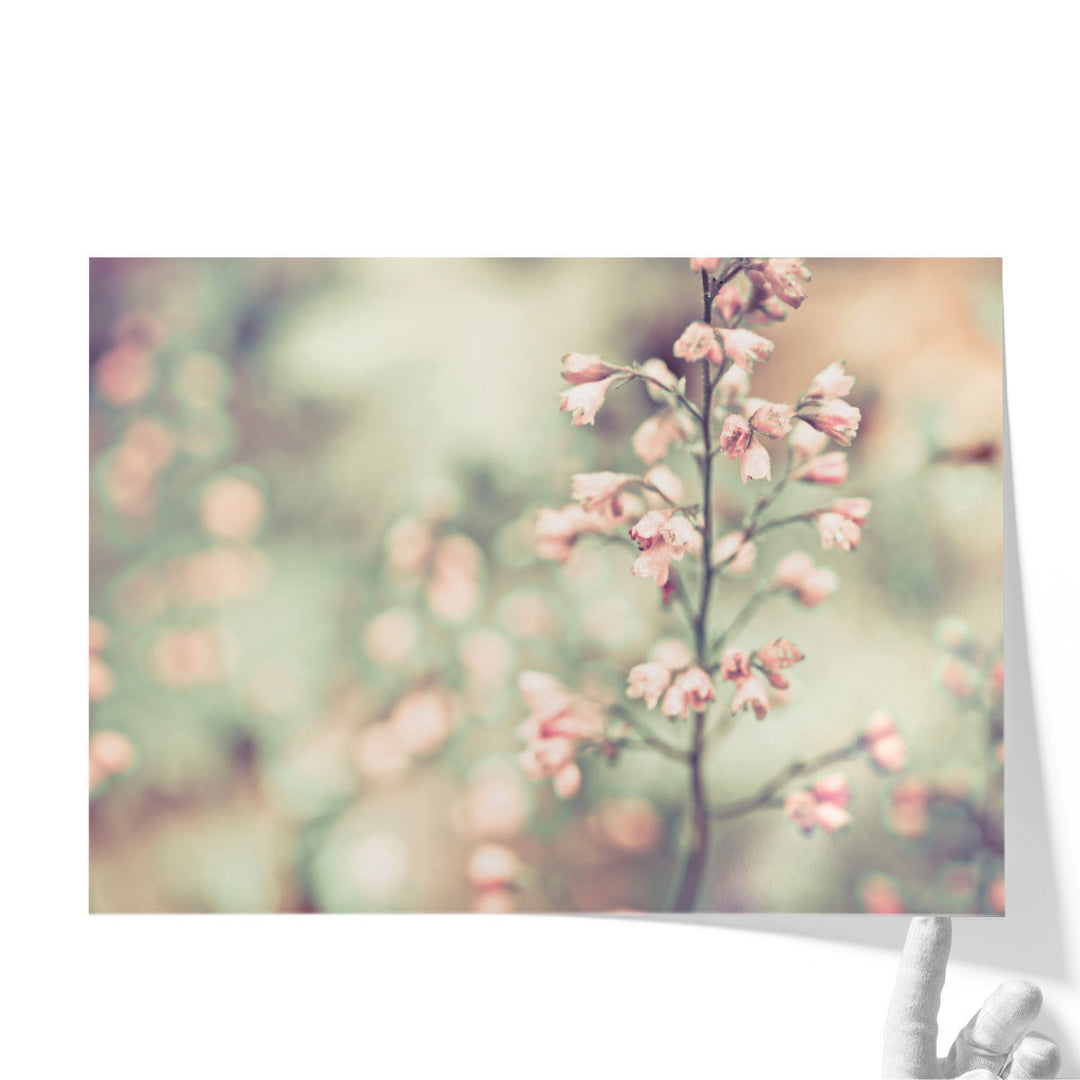 Flowering Heuchera - Canvas Print Wall Art