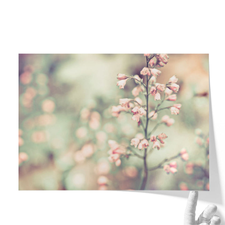 Flowering Heuchera - Canvas Print Wall Art