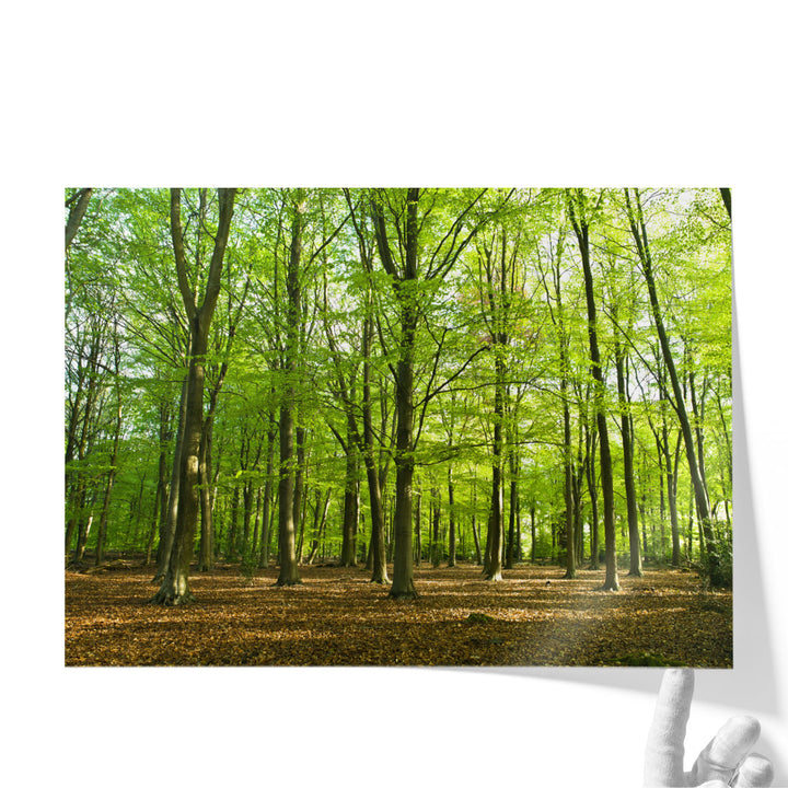 Forest At Spring Time - Canvas Print Wall Art
