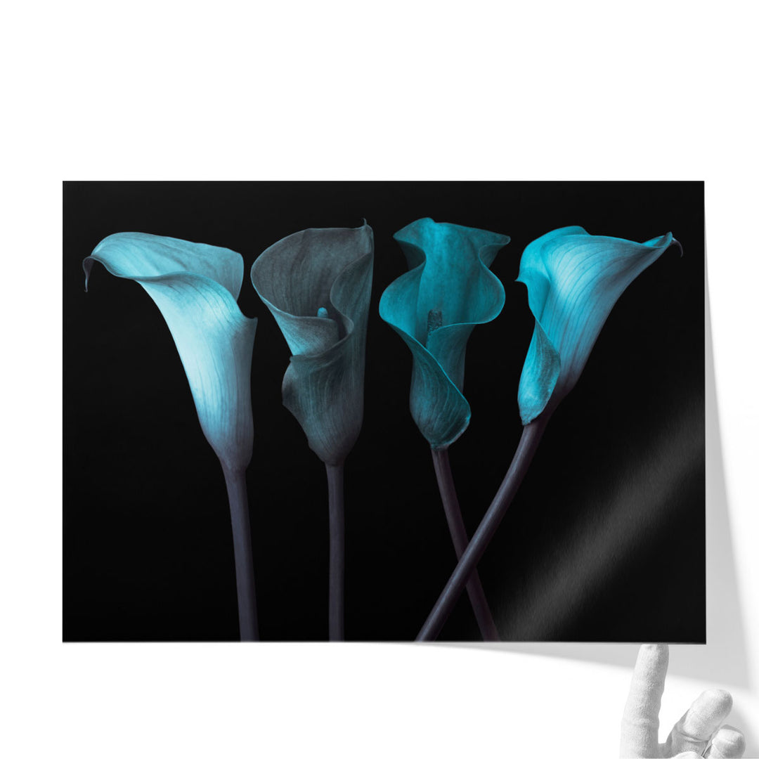Four Calla Lilies 1 - Canvas Print Wall Art