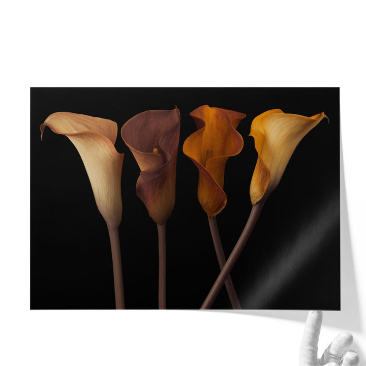 Four Calla Lilies 2 - Canvas Print Wall Art