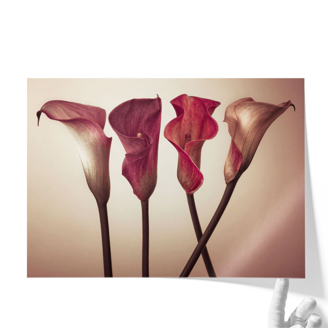 Four Calla Lilies 3 - Canvas Print Wall Art