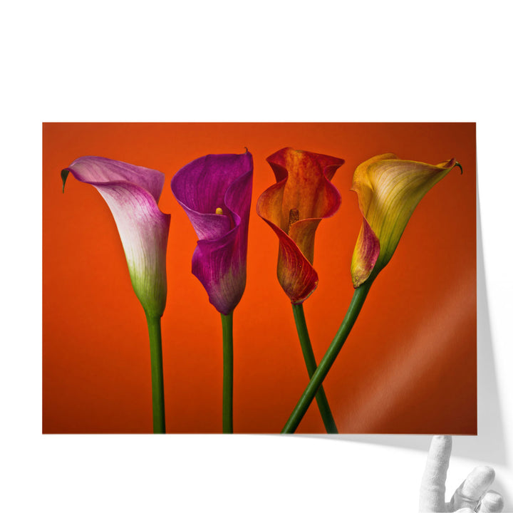 Four Calla Lilies 4 - Canvas Print Wall Art