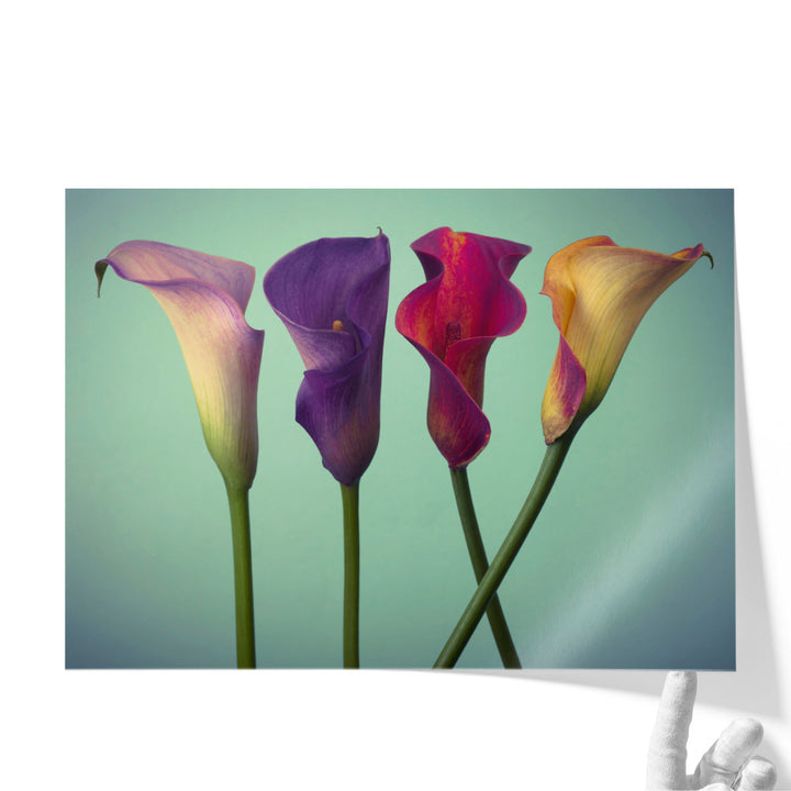 Four Calla Lilies 5 - Canvas Print Wall Art